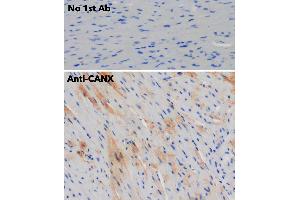 Immunohistochemistry (IHC) image for anti-Calnexin (CANX) (C-Term) antibody (ABIN1440007) (Calnexin Antikörper  (C-Term))