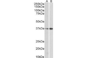 ABIN185075 (0. (MORF4L1 Antikörper  (N-Term))