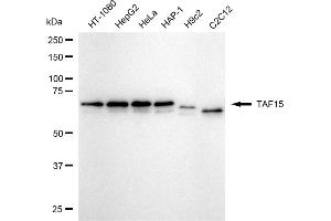 Western blotting analysis using TAF15 antibody (ABIN7800503).