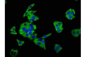 Immunofluorescence staining of HepG2 cells with ABIN7160125 at 1:66, counter-stained with DAPI. (Moesin Antikörper  (AA 466-572))