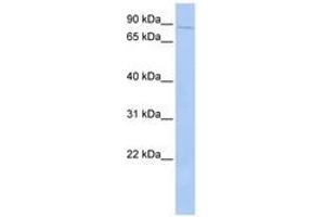 Image no. 1 for anti-Protein-Kinase, Interferon-Inducible Double Stranded RNA Dependent Inhibitor, Repressor of (p58 Repressor) (PRKRIR) (AA 35-84) antibody (ABIN6741392)