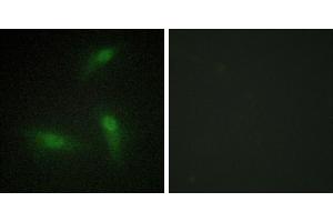 Peptide - +Immunofluorescence analysis of HeLa cells, using hnRNP A1 antibody. (HNRNPA1 Antikörper)