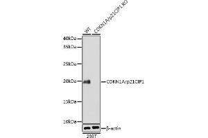 Western blot analysis of extracts from wild type (WT) and CDKN1A/p21CIP1 knockout (KO) 293T cells, using CDKN1A/p21CIP1 antibody (ABIN7266599) at 1:1000 dilution. (p21 Antikörper)