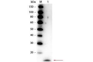 Western Blot of Rabbit anti-Rat IL-17A Antibody Peroxidase Conjugated.