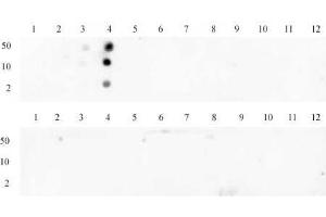 Histone H3 trimethyl Lys4 antibody tested by dot blot analysis.