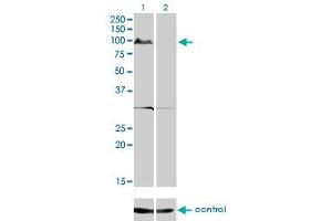 Western blot analysis of KSR2 over-expressed 293 cell line, cotransfected with KSR2 Validated Chimera RNAi (Lane 2) or non-transfected control (Lane 1). (KSR2 Antikörper  (AA 411-500))