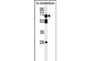 TBKB1 Antibody (N-term) (ABIN651513 and ABIN2840272) western blot analysis in mouse cerebellum tissue lysates (35 μg/lane).