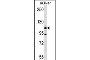 ADNP2 Antibody (Center) (ABIN657902 and ABIN2846853) western blot analysis in mouse liver tissue lysates (35 μg/lane). (ADNP2 Antikörper  (AA 702-731))