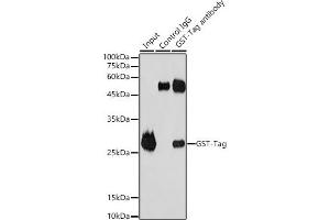 Immunoprecipitation analysis of 50 μg extracts of GST Protein using 3 μg GST-Tag antibody (ABIN3020561 and ABIN3020562). (GST Antikörper)