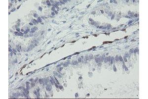 Image no. 5 for anti-RNA Binding Protein with Multiple Splicing (RBPMS) antibody (ABIN1500642) (RBPMS Antikörper)