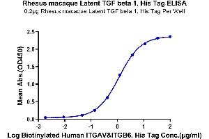 Immobilized Rhesus macaque Latent TGF beta 1, His Tag at 2 μg/mL (100 μL/Well) on the plate. (Latent TGF-beta 1 protein (His tag))