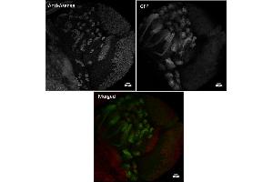 Immunofluorescence (IF) image for anti-Asense (C-Term) antibody (ABIN7272995) (Asense (C-Term) Antikörper)