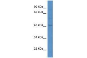 Image no. 1 for anti-MAS-Related GPR, Member F (Mrgprf) (AA 216-265) antibody (ABIN6746708) (Mrgprf Antikörper  (AA 216-265))