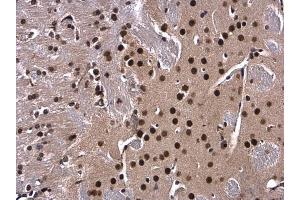 IHC-P Image XBP1 antibody [N3C3] detects XBP1 protein at nucleus in mouse brain by immunohistochemical analysis. (XBP1 Antikörper)