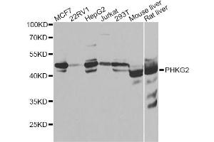 Western blot analysis of extracts of various cell lines, using PHKG2 antibody (ABIN4904750) at 1:1000 dilution. (PHKG2 Antikörper)