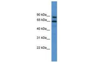 Image no. 1 for anti-Zinc Finger Protein 257 (ZNF257) (C-Term) antibody (ABIN6746173)