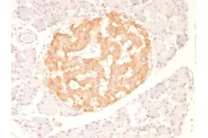 Formalin-fixed, paraffin-embedded Rat Pancreas stained with TNF alpha Monoclonal Antibody (TNF706)