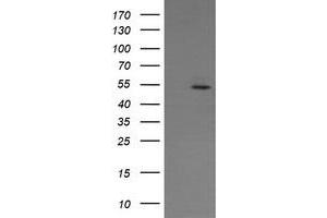 Image no. 3 for anti-ERG, ETS transcription factor (ERG) antibody (ABIN1498080) (ERG Antikörper)