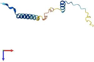 CDC26 Protein (AA 1-85) (Fc Tag)