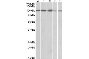 ABIN768646 (0. (SIDT1 Antikörper  (AA 334-347))