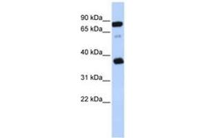 Image no. 1 for anti-B-Cell Receptor-Associated Protein 29 (BCAP29) (AA 209-258) antibody (ABIN6743315) (BCAP29 Antikörper  (AA 209-258))