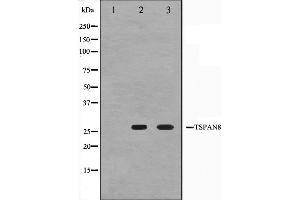 Western blot analysis on Jurkat and K562 cell lysate using TSPAN8 Antibody,The lane on the left is treated with the antigen-specific peptide. (Tspan-8 Antikörper  (Internal Region))