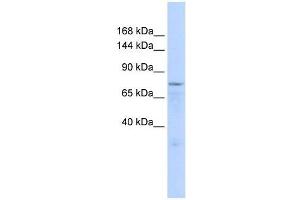 ZFP62 antibody used at 0. (Zinc Finger Protein 62 (ZFP62) (Middle Region) Antikörper)