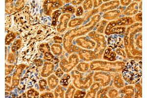 ABIN6266340 and ABIN6276846 at 1/100 staining Mouse kidney tissue by IHC-P. (GABRG2 Antikörper  (N-Term))