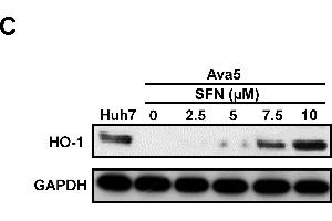 Western Blotting (WB) image for anti-Glyceraldehyde-3-Phosphate Dehydrogenase (GAPDH) antibody (ABIN2857072)