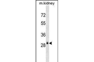 AQP3 Antibody (Center) (ABIN1537917 and ABIN2838290) western blot analysis in mouse kidney tissue lysates (35 μg/lane). (AQP3 Antikörper  (AA 163-191))