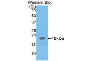 Western Blotting (WB) image for anti-Interleukin 17 (IL17) (AA 25-169) antibody (ABIN3209506) (IL-17 Antikörper  (AA 25-169))