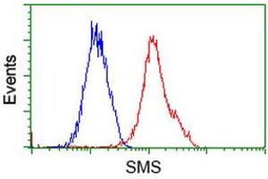 Flow cytometric Analysis of Hela cells, using anti-SMS antibody (ABIN2454730), (Red), compared to a nonspecific negative control antibody, (Blue). (SMS Antikörper)