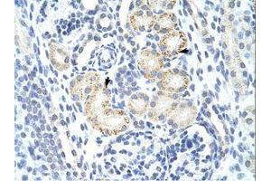 Image no. 1 for anti-MYC Induced Nuclear Antigen (MINA) (N-Term) antibody (ABIN6736179) (MINA Antikörper  (N-Term))