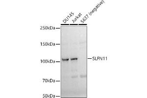Western blot analysis of extracts of various cell lines, using SLFN11 antibody (ABIN7270159) at 1:1000 dilution.