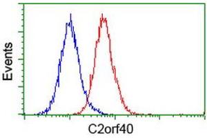 Image no. 3 for anti-Chromosome 2 Open Reading Frame 40 (C2orf40) antibody (ABIN1497047) (C2orf40 Antikörper)