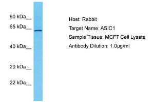 Host:  Rabbit  Target Name:  ASIC1  Sample Type:  MCF7 Whole Cell lysates  Antibody Dilution:  1.