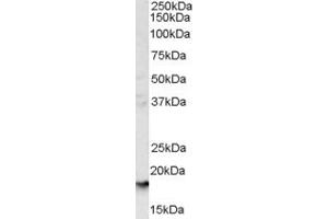 ABIN185486 (1µg/ml) staining of human liver lysate (35µg protein in RIPA buffer). (CD235a/GYPA Antikörper  (C-Term))