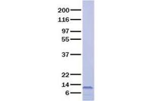 Validation with Western Blot (TNFRSF13C Protein)