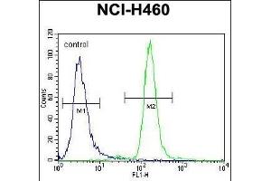 CCNYL3 Antibody (N-term) (ABIN656149 and ABIN2845484) flow cytometric analysis of NCI- cells (right histogram) compared to a negative control cell (left histogram). (CCNYL3 Antikörper  (N-Term))