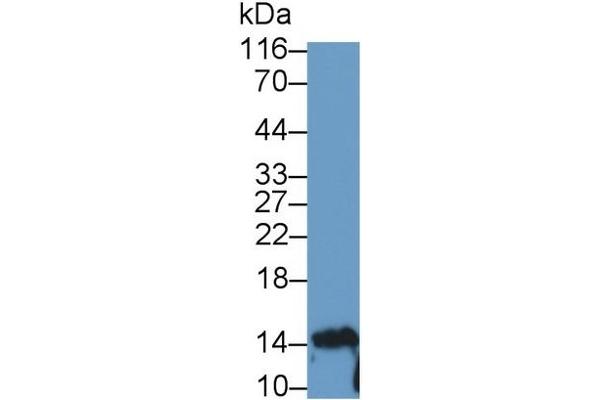 IL-10 anticorps  (AA 19-178)