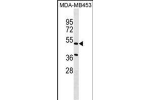NPNT Antibody (Center) (ABIN1538210 and ABIN2849563) western blot analysis in MDA-M cell line lysates (35 μg/lane).