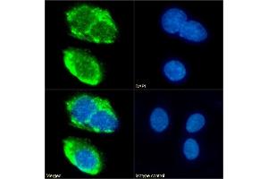 Immunofluorescence (IF) image for anti-CD36 (CD36) antibody (ABIN7072627)