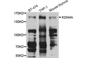 Western blot analysis of extract of various cells, using KDM4A antibody. (KDM4A Antikörper)