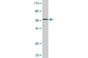 Western Blotting (WB) image for anti-Acyl-CoA Thioesterase 7 (ACOT7) (AA 1-338) antibody (ABIN524744)
