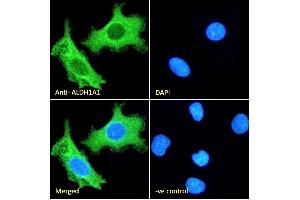 (ABIN184581) Immunofluorescence analysis of paraformaldehyde fixed HepG2 cells, permeabilized with 0. (ALDH1A1 Antikörper  (C-Term))