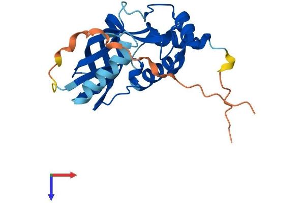 CHAC1 Protein (AA 1-223) (His tag)