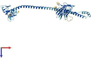 TRIM60 Protein (AA 1-471) (His tag)