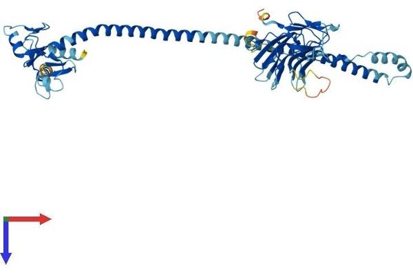 TRIM60 Protein (AA 1-471) (His tag)