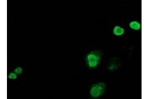 Immunofluorescence (IF) image for anti-Jun Proto-Oncogene (JUN) antibody (ABIN1498935) (C-JUN Antikörper)