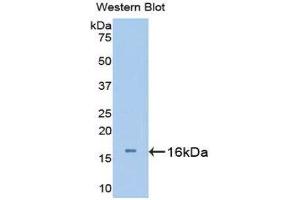 Western Blotting (WB) image for anti-Urocortin 3 (UCN3) (AA 24-149) antibody (ABIN1176009) (UCN3 Antikörper  (AA 24-149))